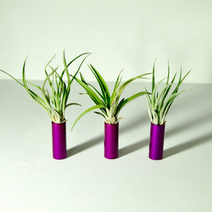 air plants indoor plants tillandsia stand display