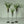 air plants indoor plants tillandsia brachycaulos spring stand display