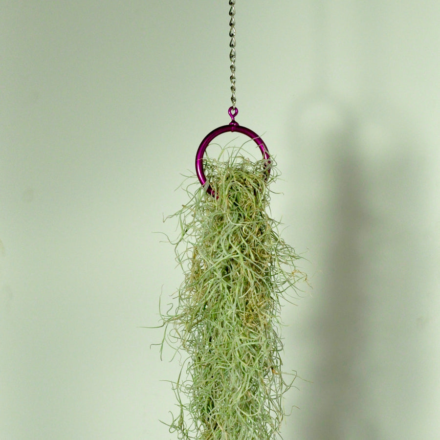 hanging plants air plant display vertical garden for moss purple ring