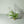 air plants indoor plants tillandsia brachycaulos