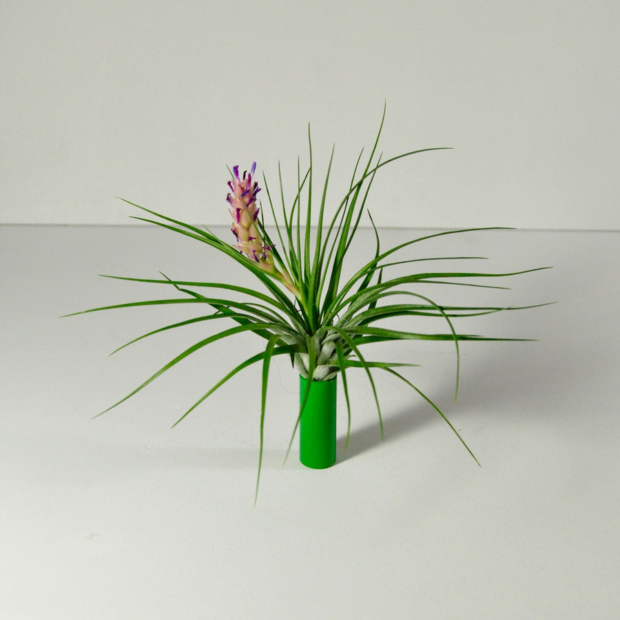 stricta air plant and display flowering metal green holder