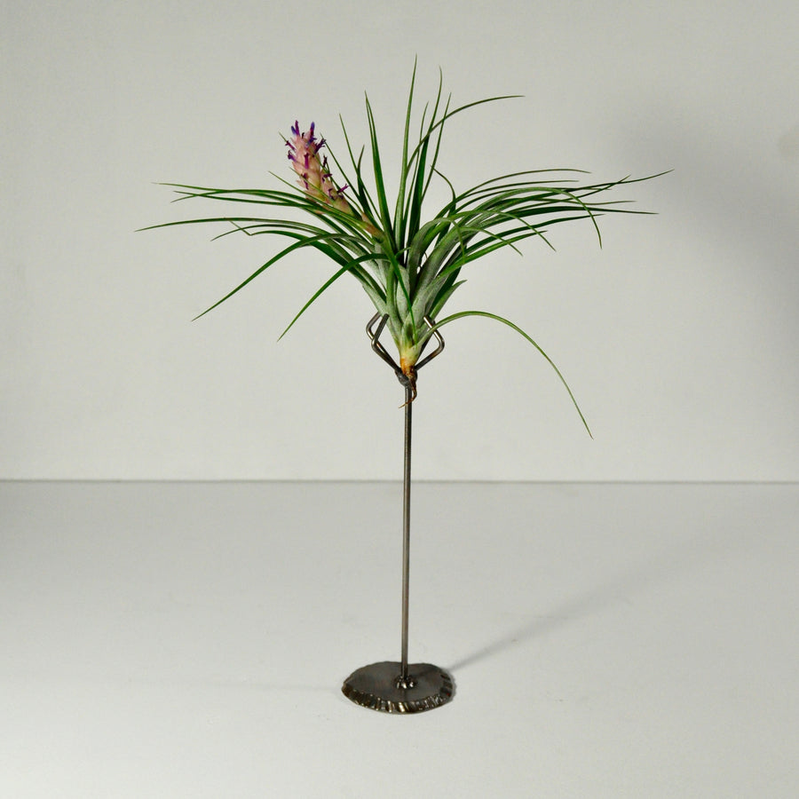 stricta flowering air plant metal display stand