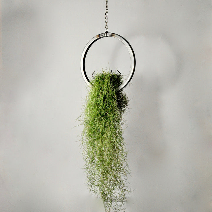hanging air plant holder metal ring with moss