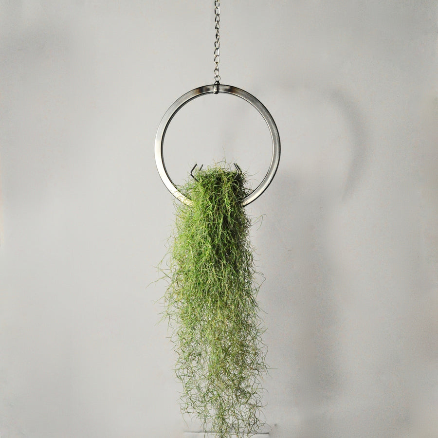 hanging air plant holder steel ring with moss