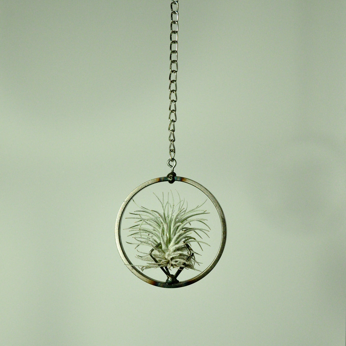 Hanging Air Plant Holder Large Steel Circle with Large Leafy Air Plant –  Welder Girl