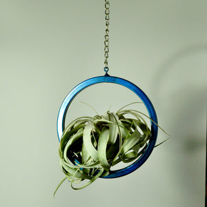 hanging air plant holder metal display large circle blue indoor plants