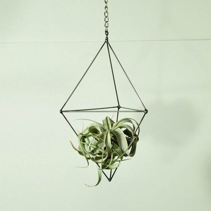 hanging plants air plant holder metal prism with tillandsia
