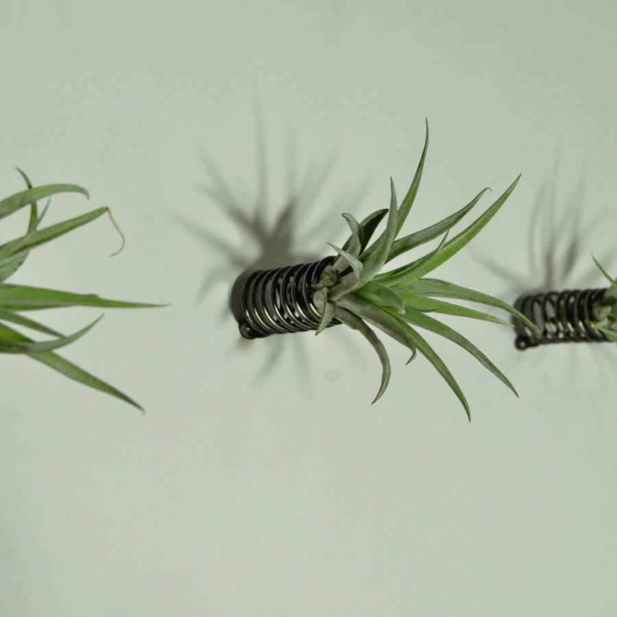 air plant holder wall mounted metal spring and plant