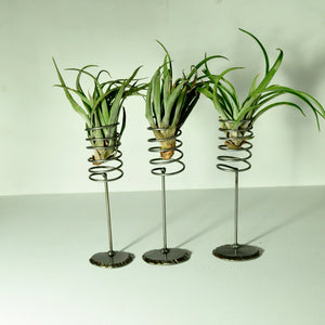 air plants indoor plants tillandsia air plant display
