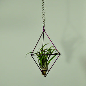 air plants indoor plants tillandsia metal hanging display