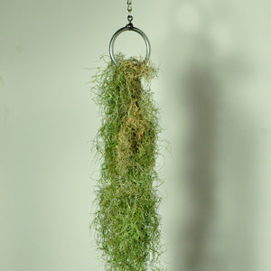 hanging plants air plant holder vertical garden moss display steel ring