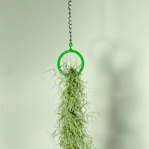 hanging plants air plant display moss indoor vertical garden green metal ring