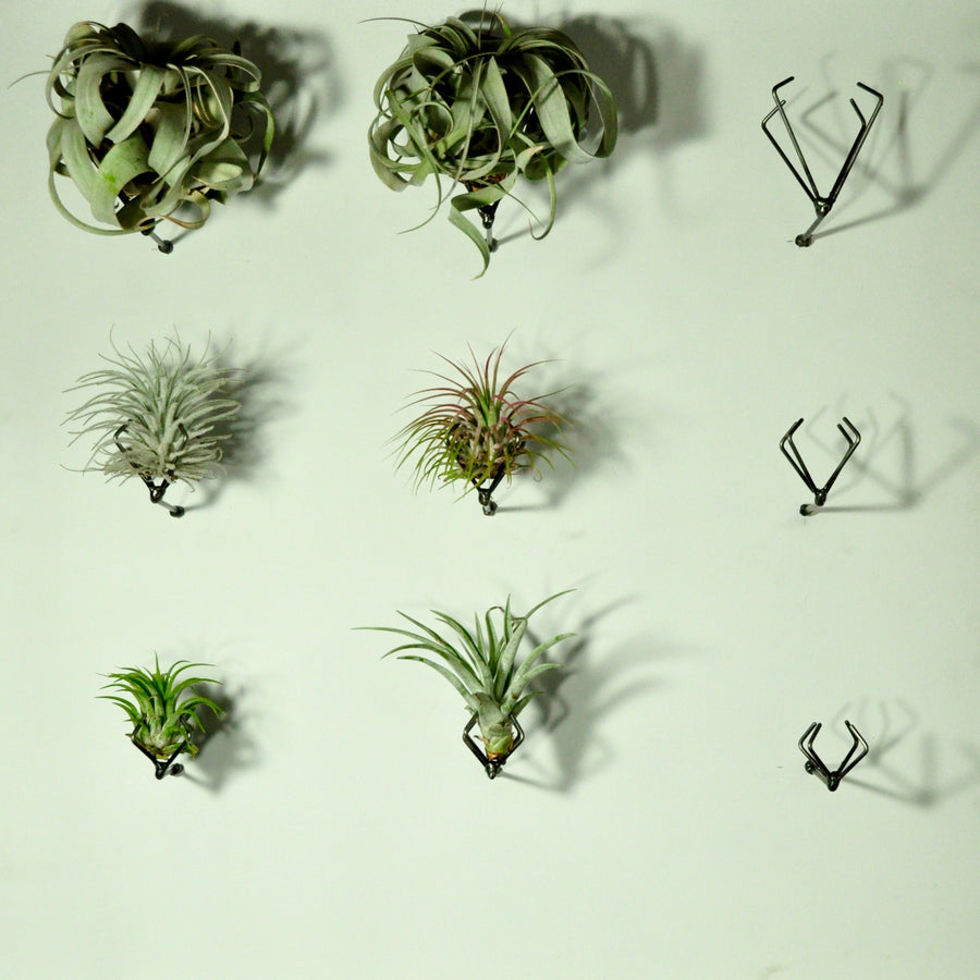 wall planters wall mounted air plant holder claw