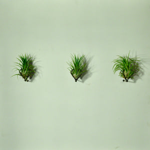 vertical garden air plants wall mounted planters living wall
