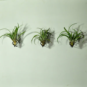 air plants indoor plants tillandsia wall mounted planters