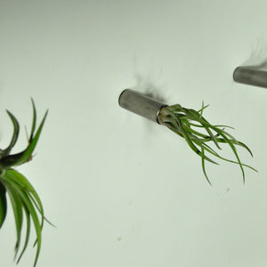 air plants indoor plants tillandsia display wall mounted