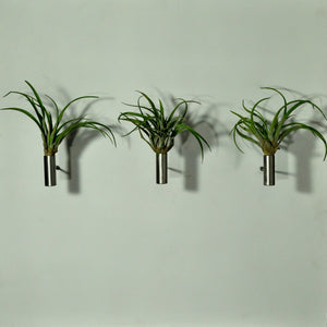 air plants indoor plants tillandsia wall mounted display