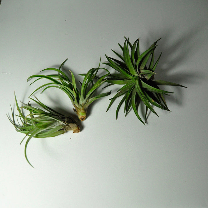 air plants indoor plants tillandsia brachycaulos