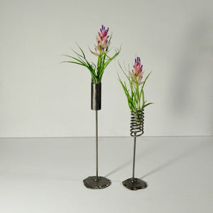 stricta flowering air plants metal stand displays