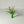 stricta air plant and display flowering metal green holder