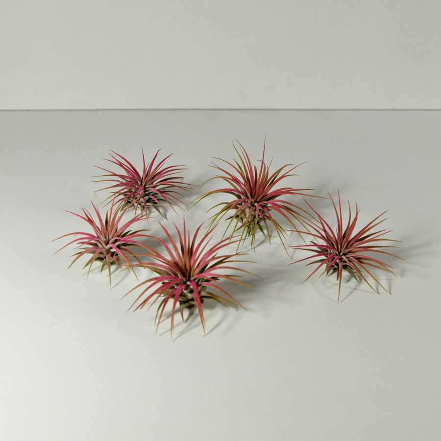 tillandsia ioantha guatemala pink air plants