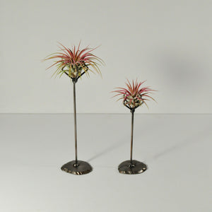 air plants ioantha guatemala pink tillandsia metal stand display