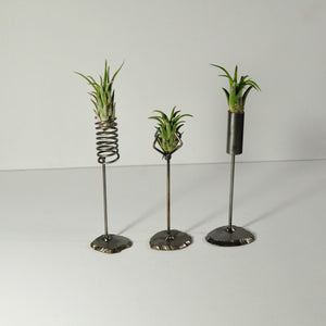 air plants tillandsia rubra metal display stand