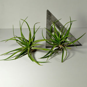 air plants velutina tillandsia indoor plants
