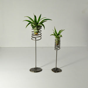 air plants brachycaulos metal stand display