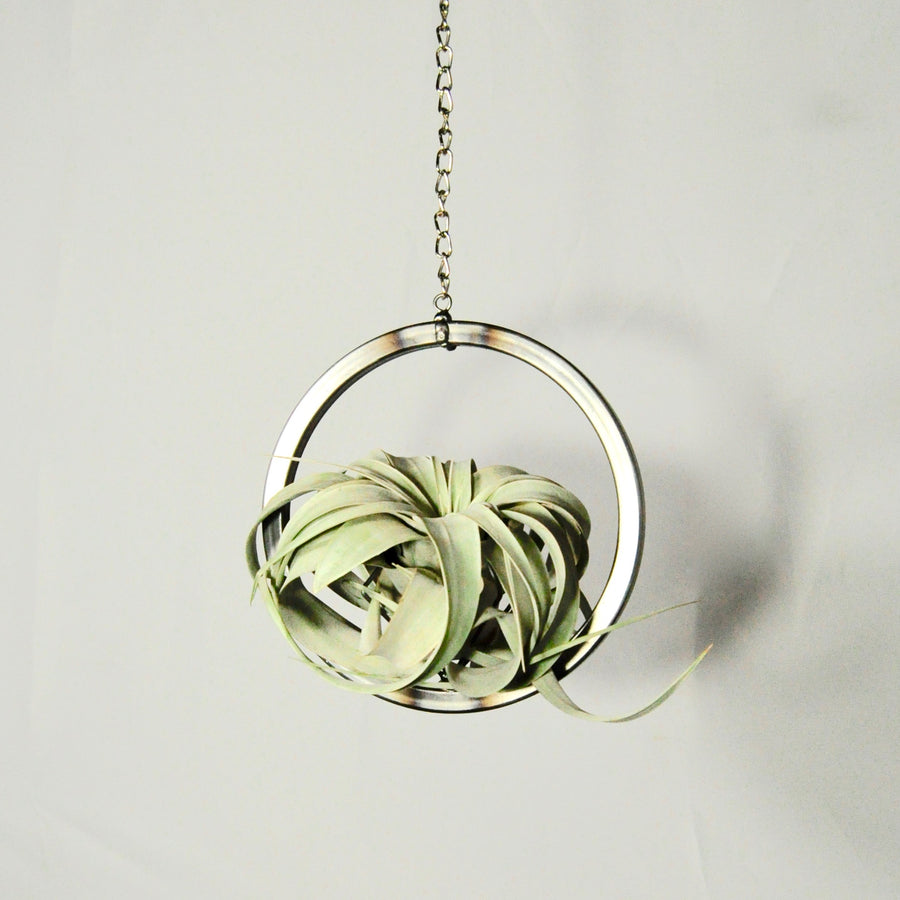 hanging air plant holder with air plant steel circle xerographica