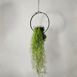 hanging air plant holder metal ring with moss