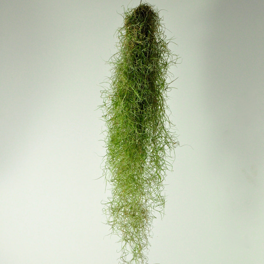 Usneoides fine green moss air plant tillandsia