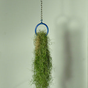 Usneoides fine green moss air plant hanging metal plant holder 