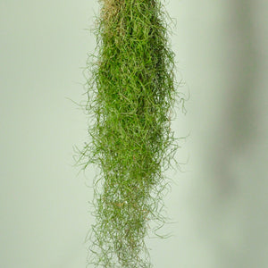 Usneoides fine green moss air plant vertical garden