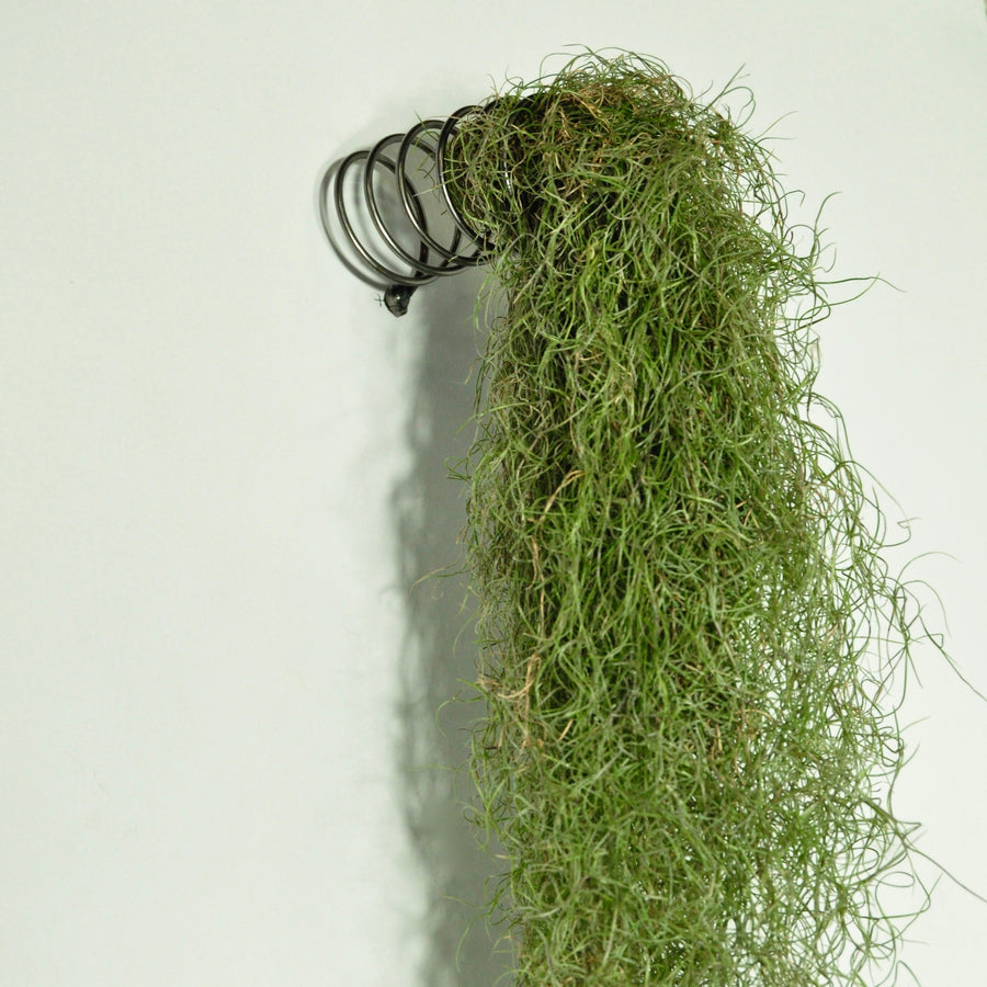 Usneoides fine green moss air plant wall mounted metal display