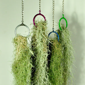 Usneoides fine green moss air plant hanging plant holders