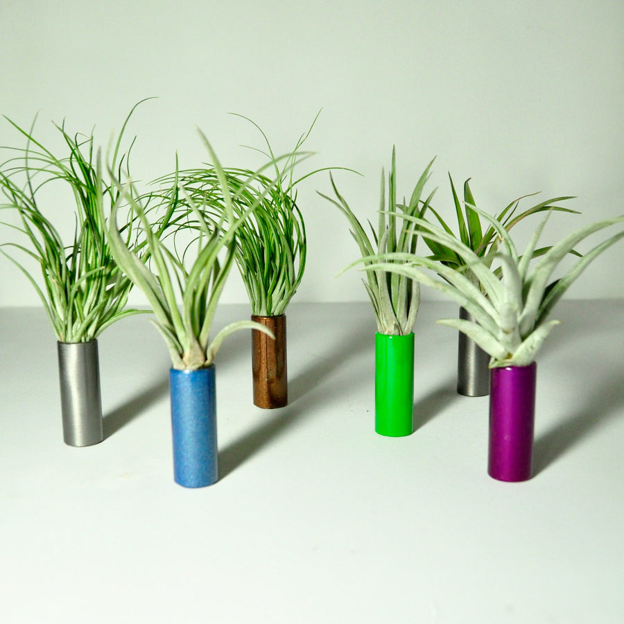 air-plant-holder-house-plants-metal-stands-steel-tube-tillandsia-display-colorful
