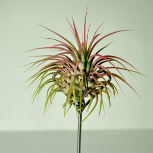 Medium Claw Stand Air Plant Holder