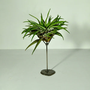 air plant holder metal display for large tillandsia with plant