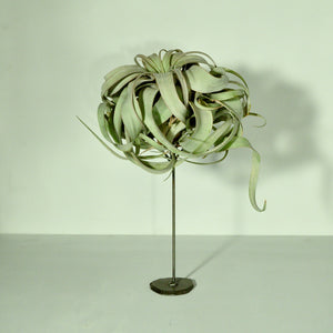 air plant holder with tillandsia plant metal display
