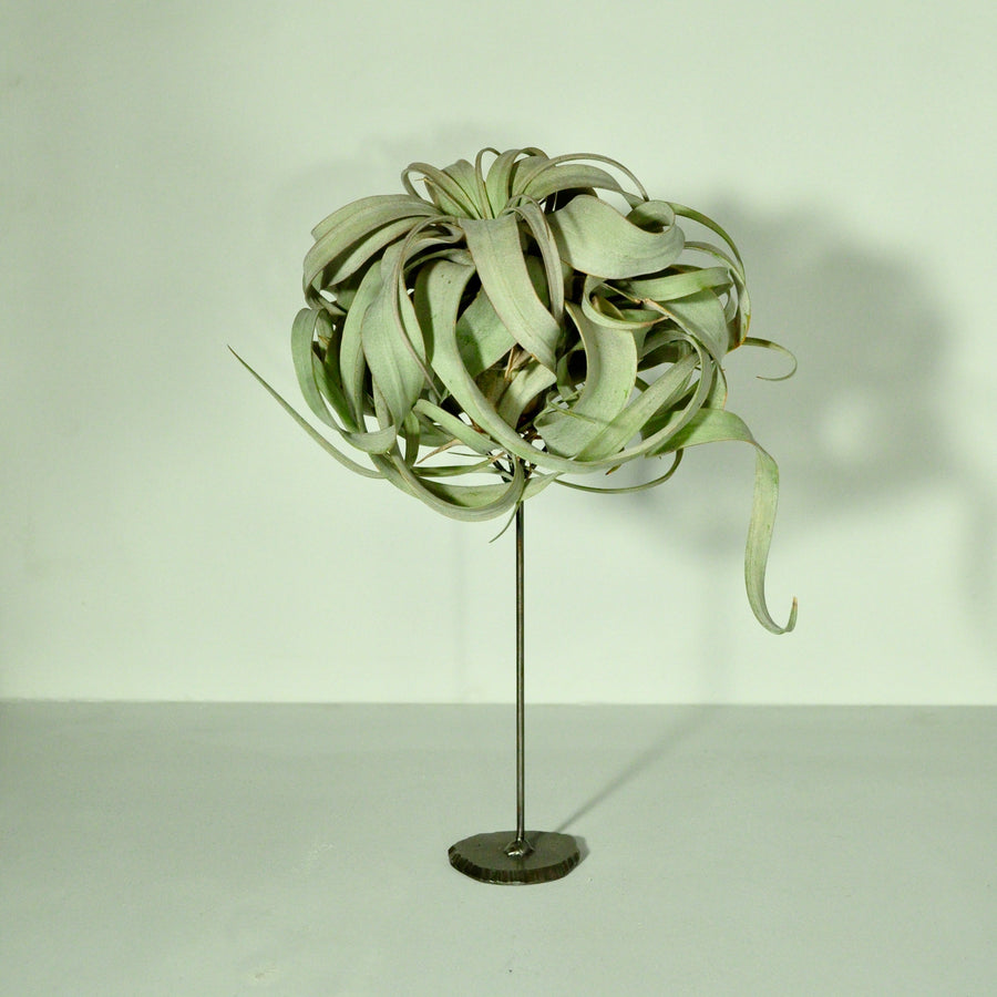air plant holder with tillandsia plant metal display