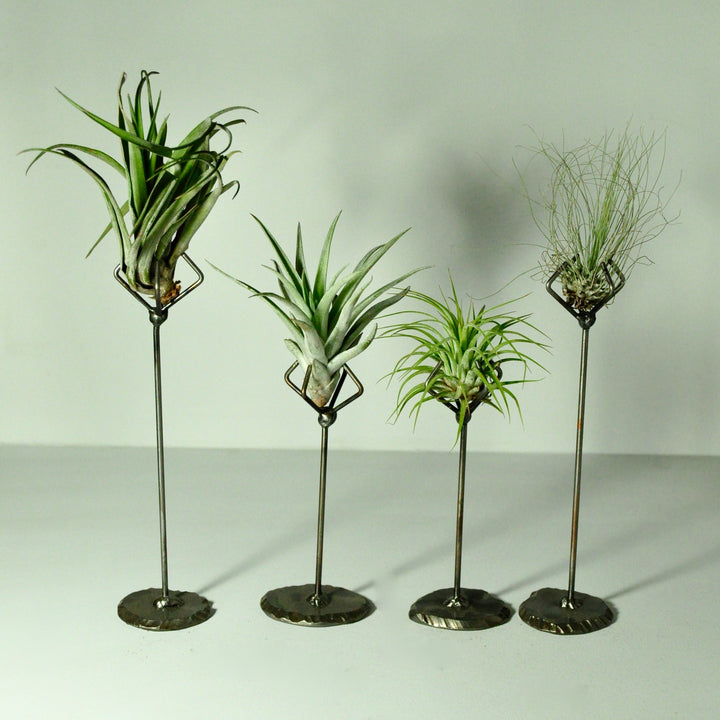 air plant stand metal indoor plant holder