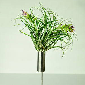 air plant stand metal holder for indoor plants tillandsia display