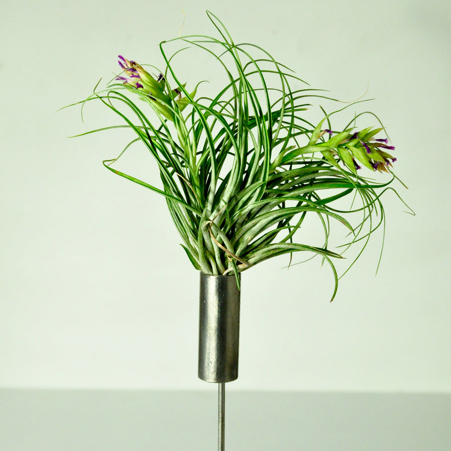 air plant stand metal holder for indoor plants tillandsia display