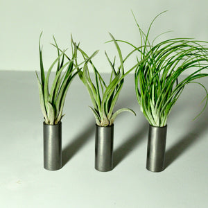 air-plant-holder-house-plants-metal-stands-steel-tube-tillandsia