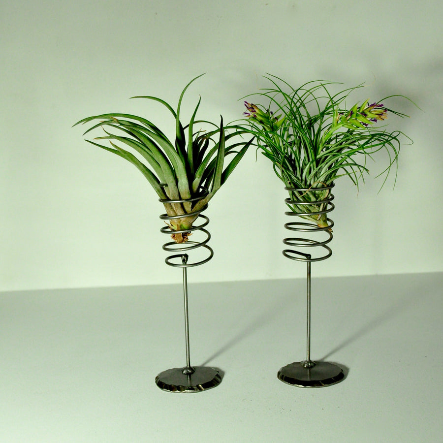 air plant stands air plant holder large spring design to hold indoor plants