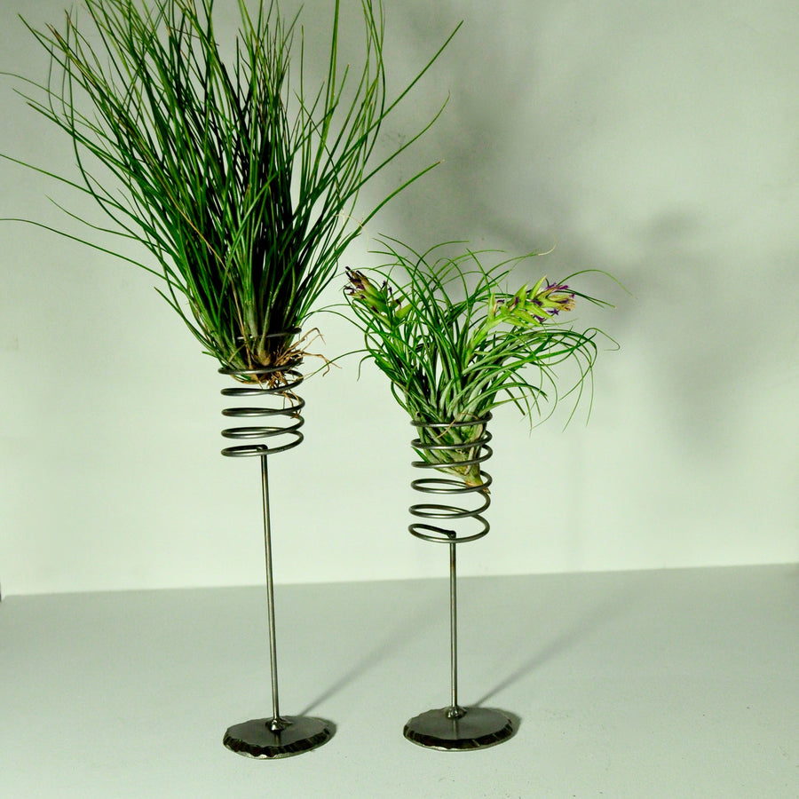 air plant stand metal springs for large and medium air plants