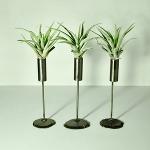 Cylinder Stand Air Plant Holder