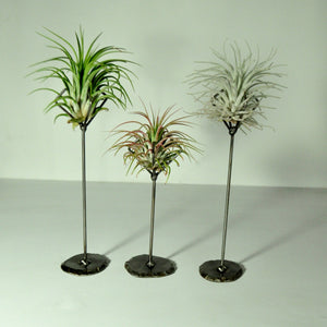 air-plant-stand-metal-holder-display