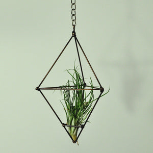 air plants stricta tillandsia hanging metal prism display